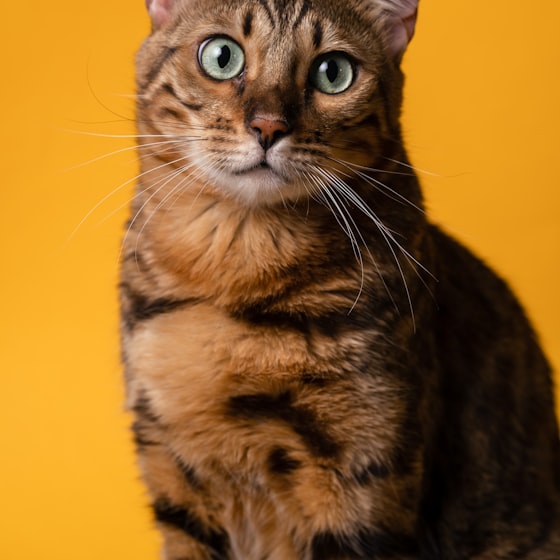 Gato naranja sentado sobre fondo amarillo