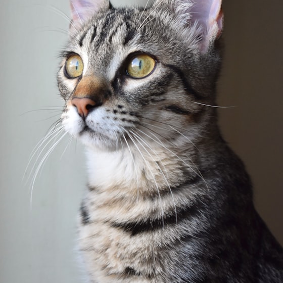 Gatito atigrado