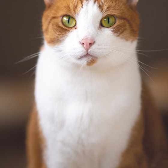 Gato blanco y marrón de pelo corto