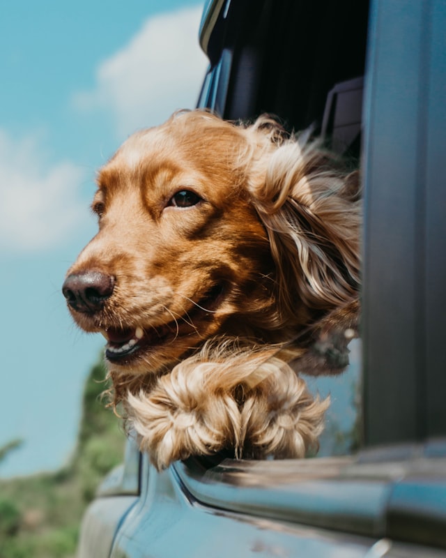 Cocker spaniel dorado con las orejas al viento