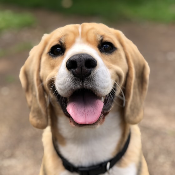 Beagle sonriendo a la cámara