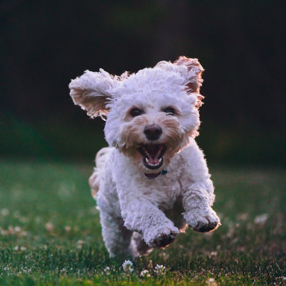 Caniche blanco corriendo por el pasto